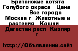 Британские котята Голубого окраса › Цена ­ 8 000 - Все города, Москва г. Животные и растения » Кошки   . Дагестан респ.,Кизляр г.